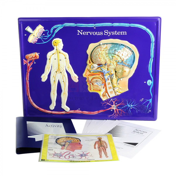 Nervous System Model